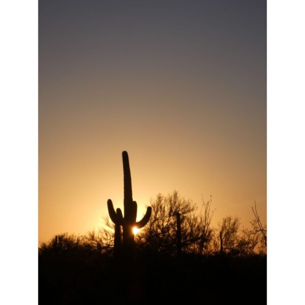 The Saguaro Print Bundle - Image 7