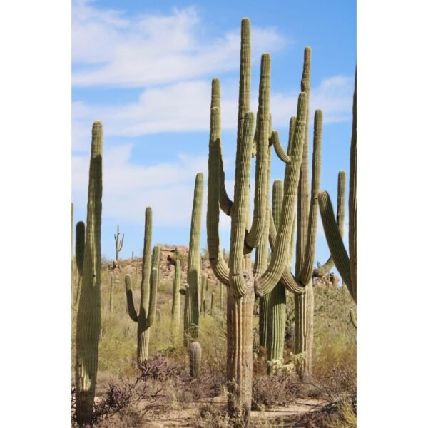 The Saguaro Print Bundle - Image 8