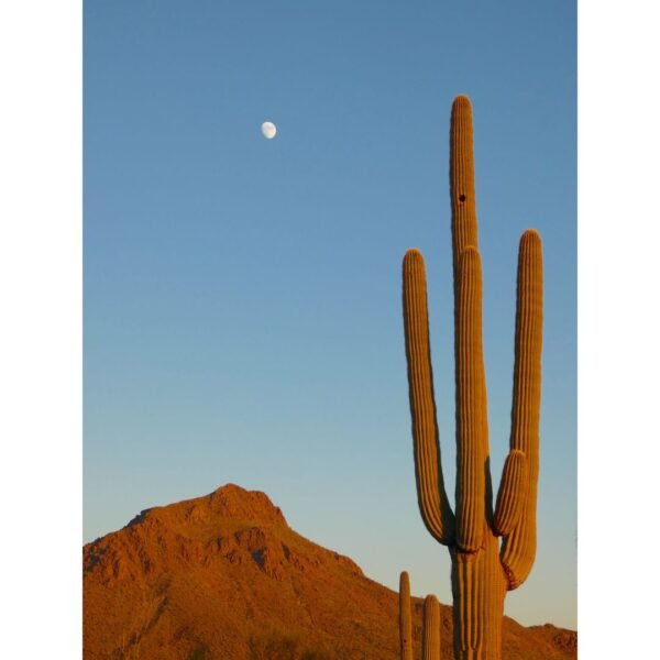 The Saguaro Print Bundle - Image 9