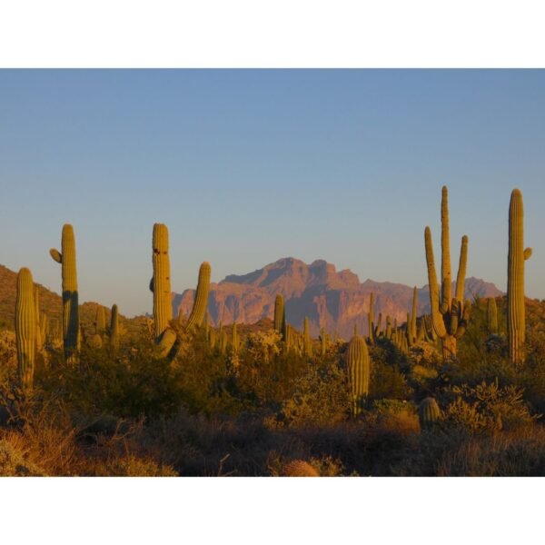 The Saguaro Print Bundle - Image 10