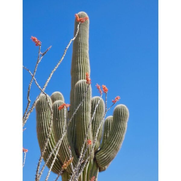 The Saguaro Print Bundle - Image 11