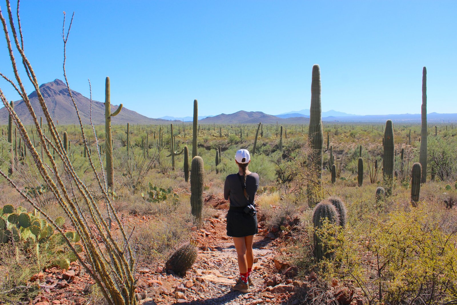 person on trail surrounded by desert plants