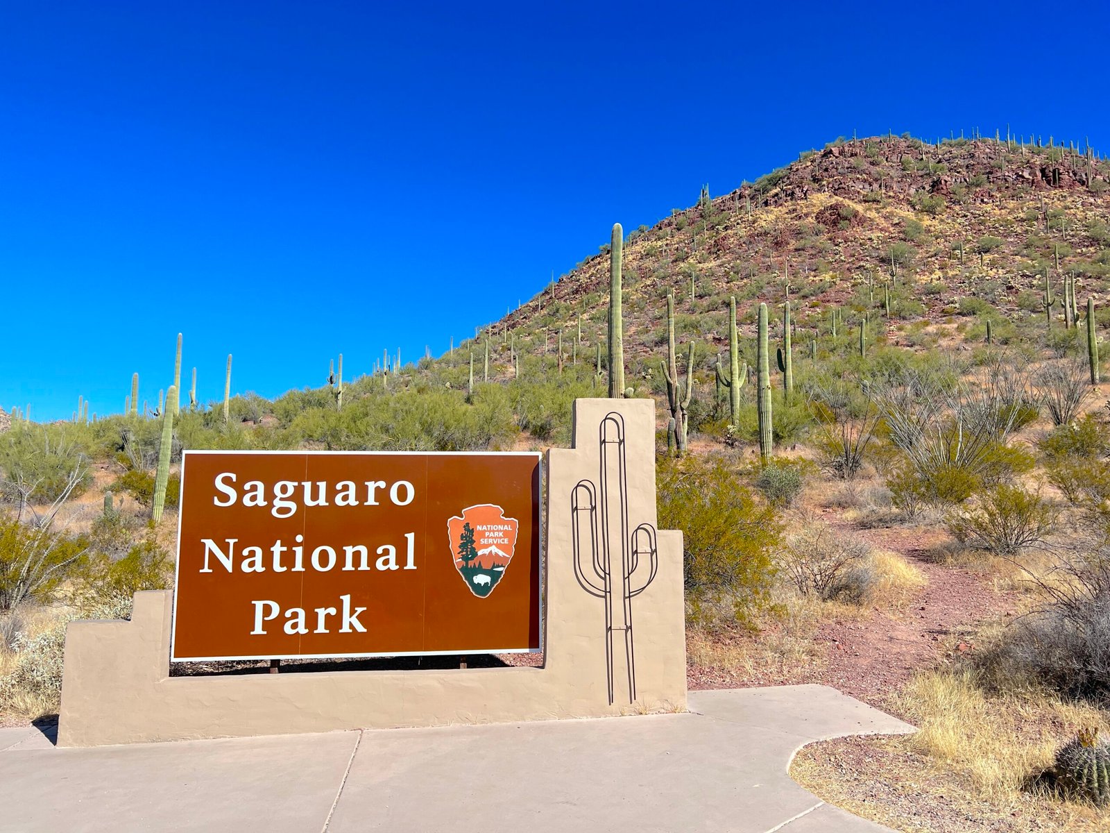Saguaro national park sign with a forest of saguaro cacti behind it.