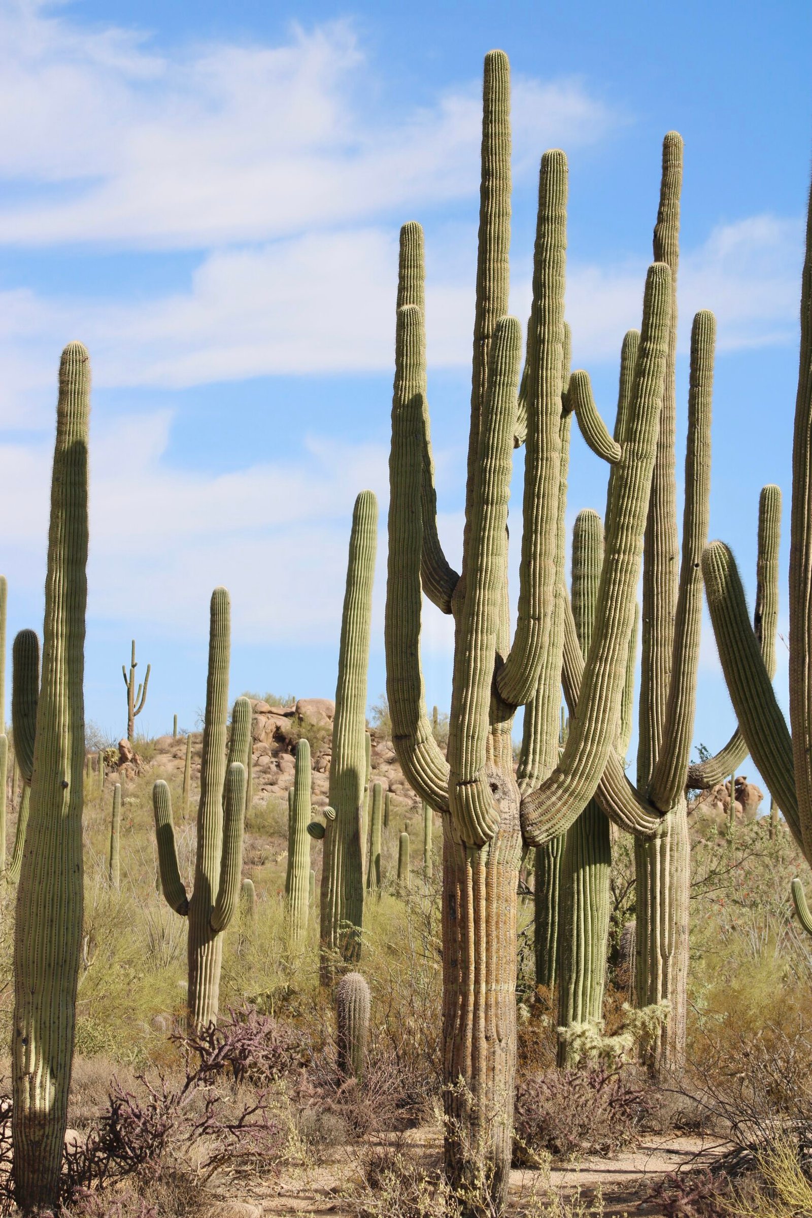 a bunch of tall saguaros
