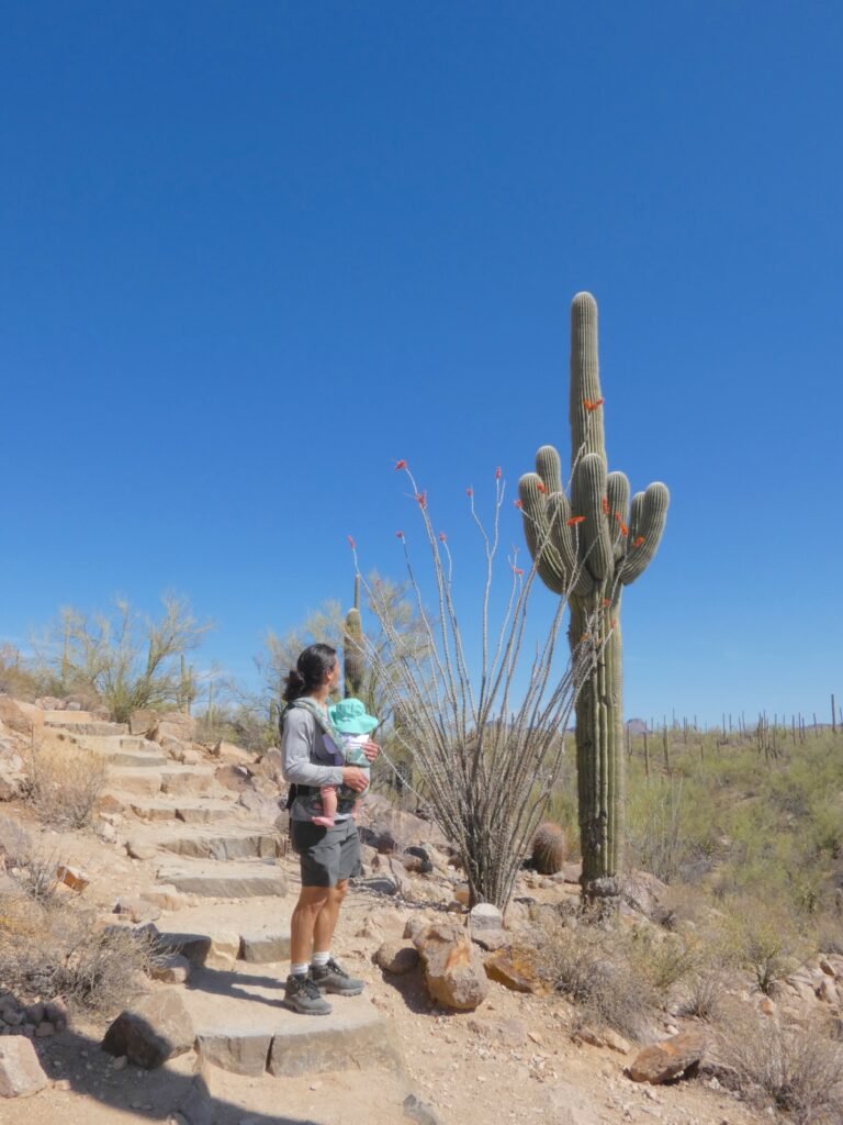 campgrounds in arizona