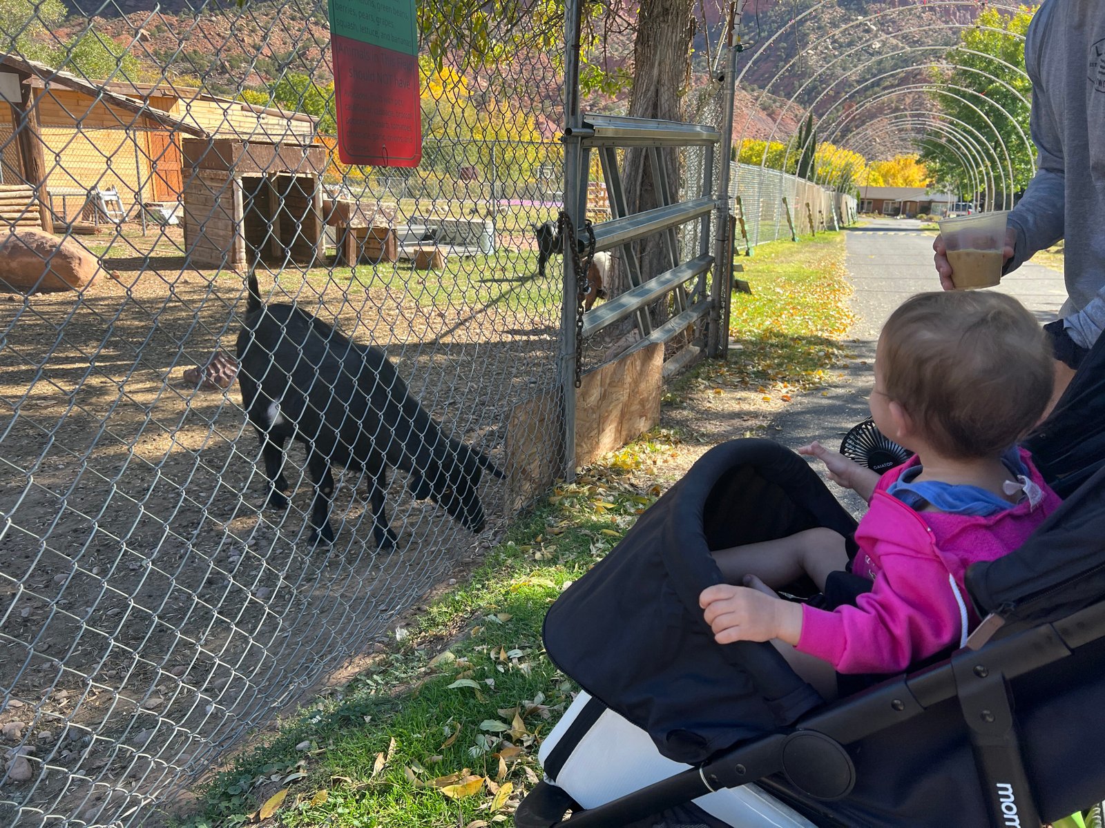 Toddler sitting in a stroller looking at the animal enclosure at the Bumbleberry Inn in Springdale.