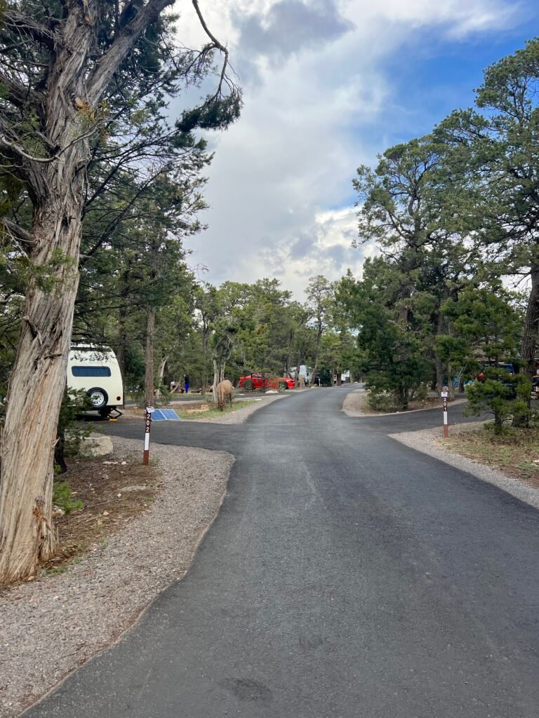 photo of road going through campground with campsites off to the sides.