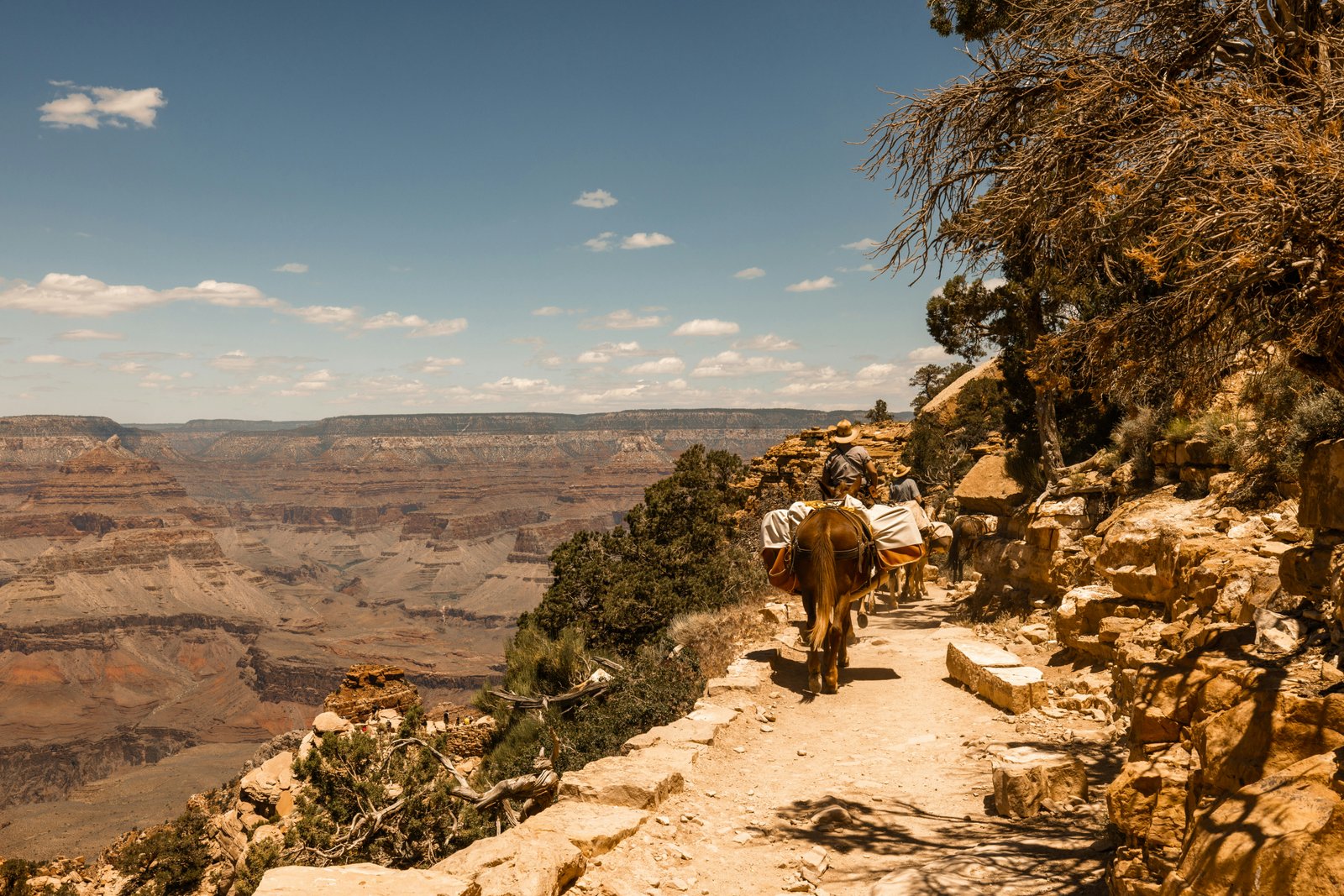 mules walking on path with Grand Canyon in the distance 