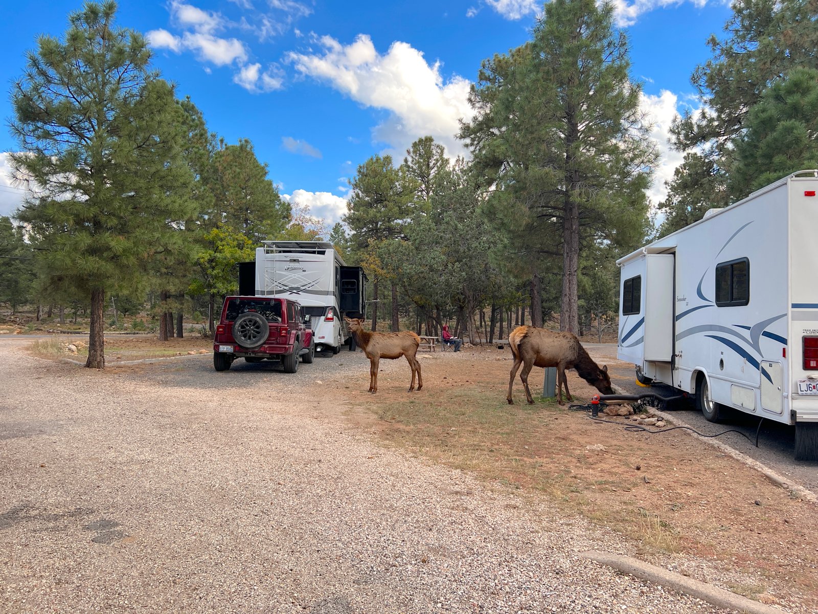 elk at rv campsites 